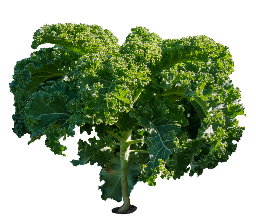 Health-benefits-of-kale