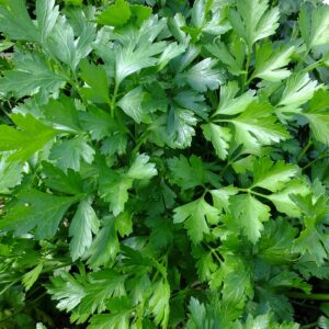 parsley, leaves, aromas-393028.jpg
