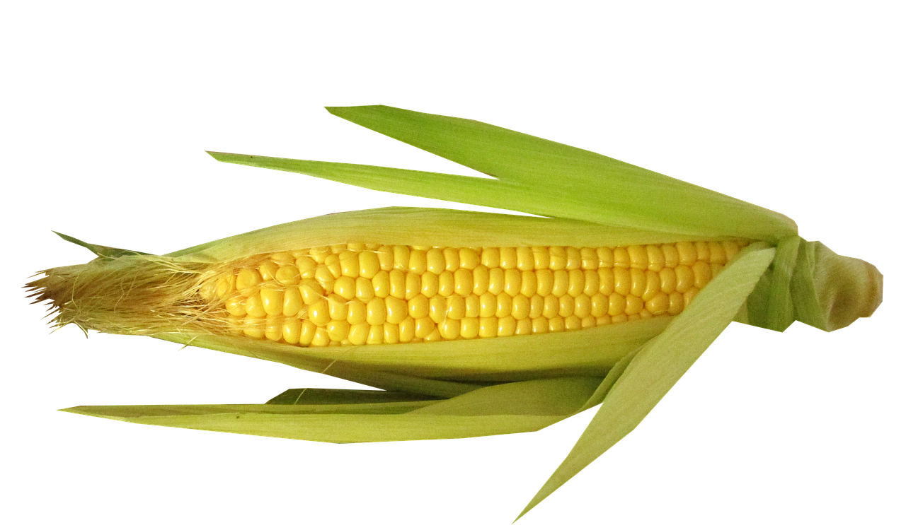 corn-food-facts-holistic-naturale