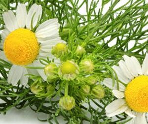 chamomile