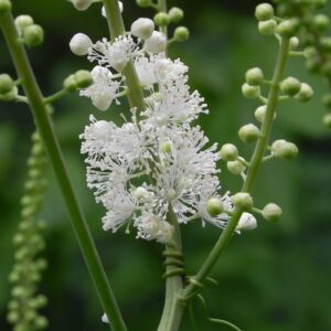 black cohosh