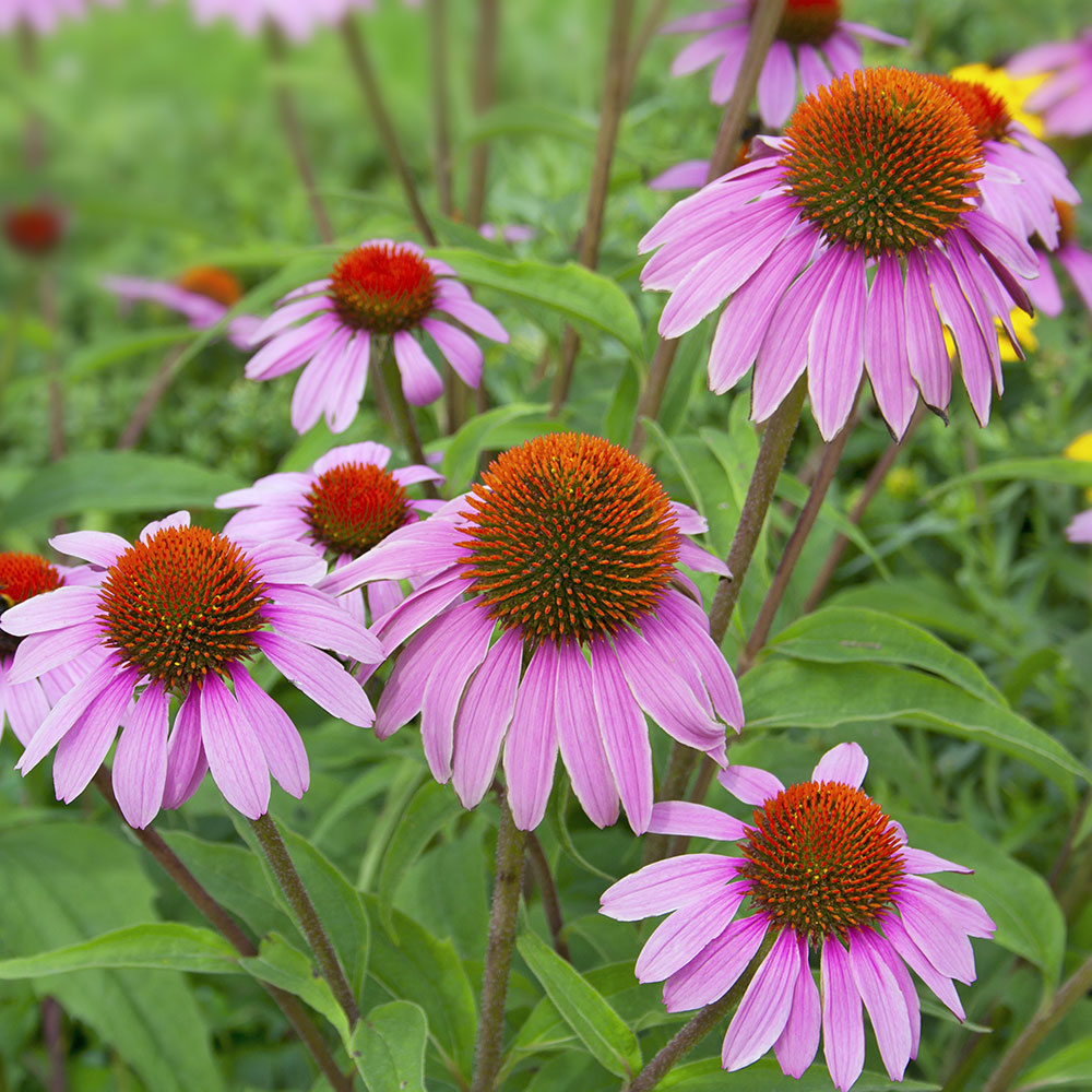 echinacea