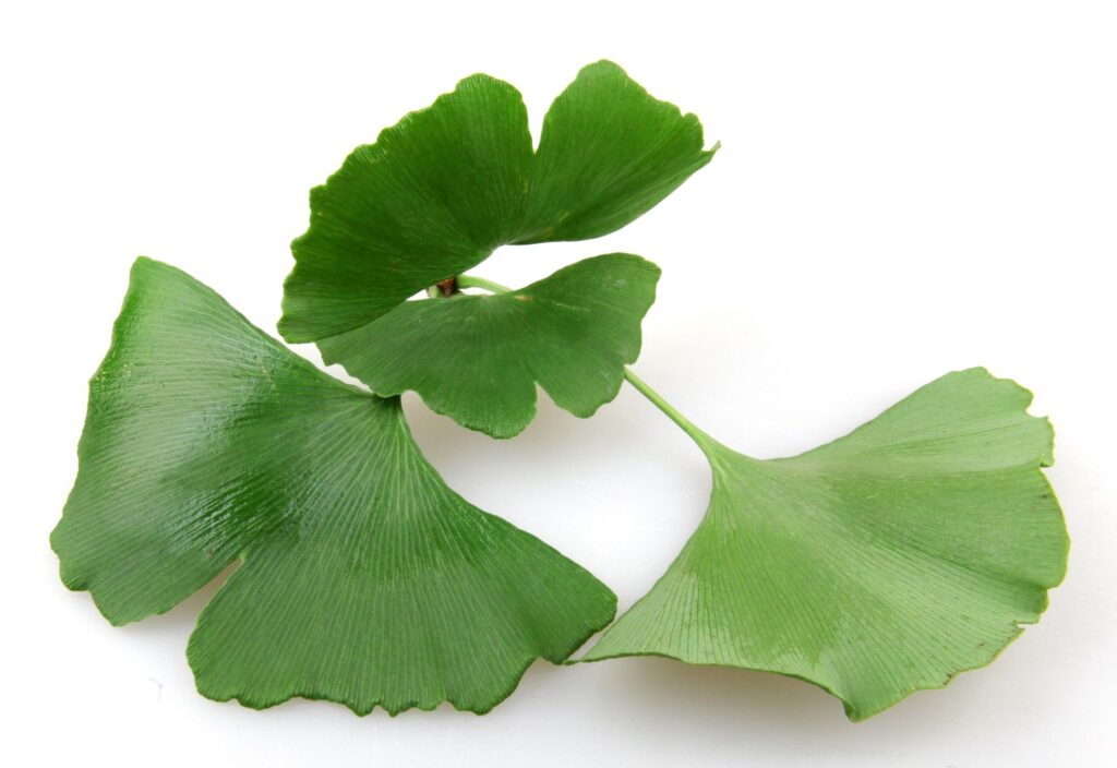 Ginkgo biloba