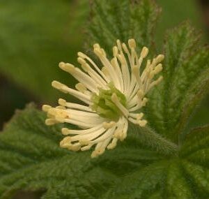 goldenseal