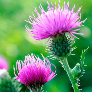 milk thistle