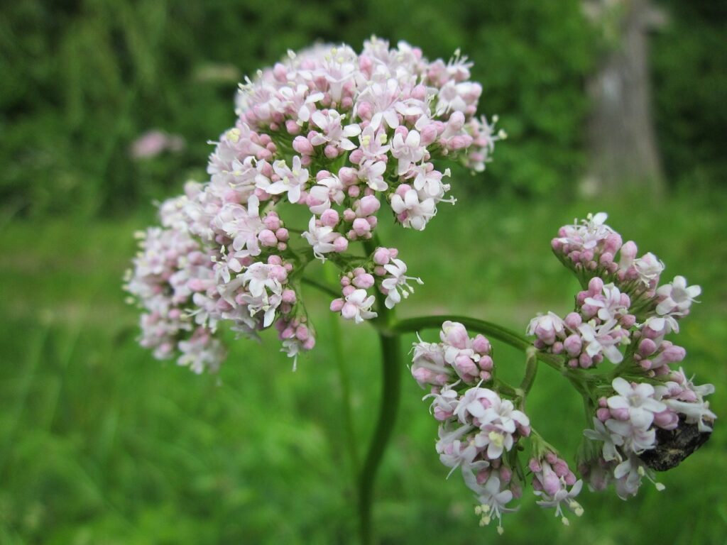 valerian